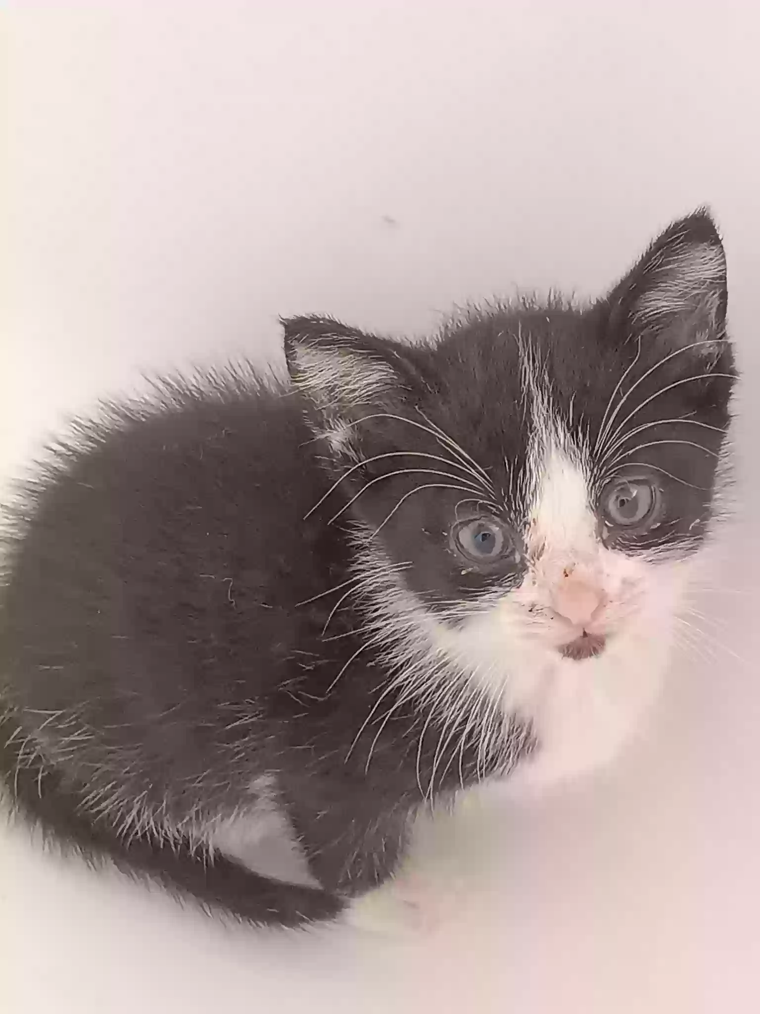 adoptable Cat in Chatsworth,IL named 3 kittens 8 weeks